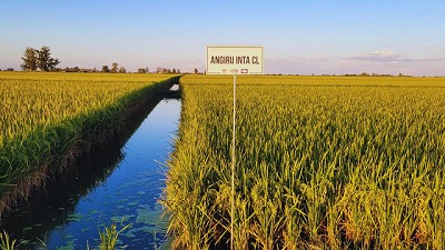 El arroz argentino es reconocido en el mundo por su calidad industrial y culinaria