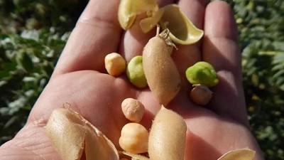 Para Córdoba, el panorama productivo del garbanzo mejoró luego de las lluvias (para el trigo la humedad llegó tarde)