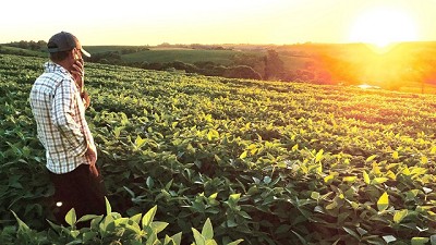 “Fase crítica”: el mercado de Soja en juego por la competencia global y la presión de precios