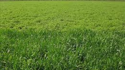 La salud del suelo es fundamental para la calidad de los cultivos