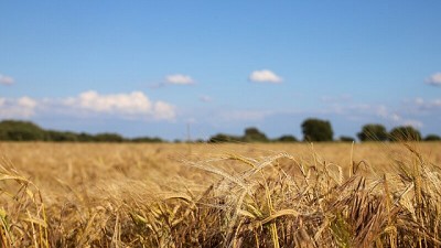 Avanzan en el desarrollo de nuevas variedades de trigo pan