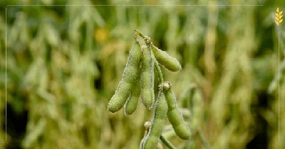 Ciclo comercial 2023/24: a finales de octubre crecieron las ventas y fijaciones de soja y maíz