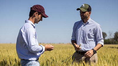 DONMARIOMÁS TRIGO 2024: Claves para llevar la productividad al próximo nivel