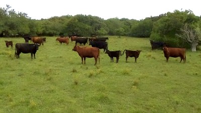 Con pastoreo intensivo, logran más forraje al año en la Pampa Deprimida
