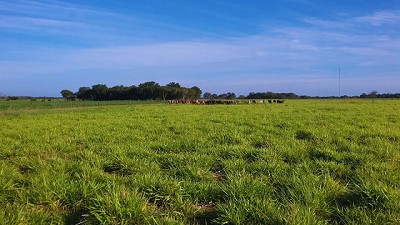 Pautas para seleccionar pasturas que maximicen la producción ganadera