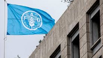 La FAO informó que el 64,5% de la población rural en América Latina y el Caribe depende de la ganadería