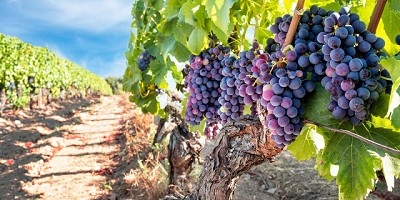 Aumentaron un 5,3% las exportaciones vitivinícolas argentinas de enero a octubre de 2024