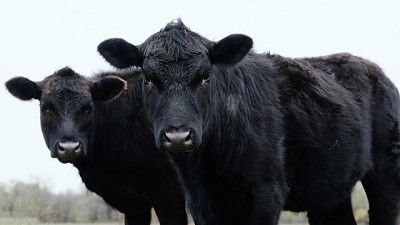 Sube la faena bovina en Argentina en octubre con aumento en la producción de carne
