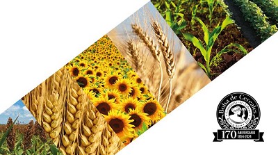 Nuevas lluvias impulsan la siembra y mejoran la condición de los cultivos de granos gruesos