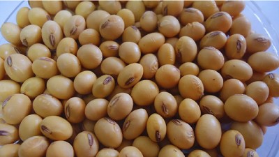 El INTA desarrolló dos nuevos cultivares de soja