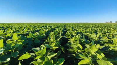 Presentan un nuevo mapa de la calidad de la Soja argentina