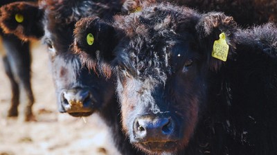 La biotecnología al servicio de la salud animal y contra la rabia