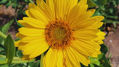 Estudian el potencial del girasol perenne como alternativa forrajera