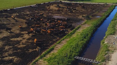 El INTA impulsa estrategias innovadoras para la gestión en feedlots
