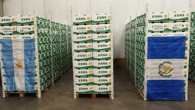 Senasa certificó el primer envío de naranjas frescas argentinas hacia Guatemala