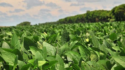 Las recientes lluvias empujan la siembra de soja, que será la más alta de los últimos seis años