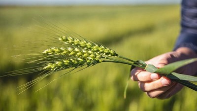 Nuevo Campo Líder Trigo en Miramar