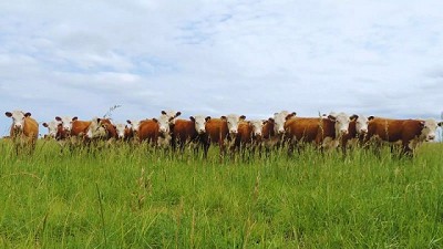 La cepa argentina modificada contra el herpesvirus trasciende fronteras