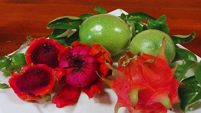 El INTA estudia cómo optimizar el cultivo de pitahaya