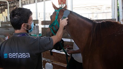 La República Argentina abrió el mercado de Namibia para la exportación de equinos en pie