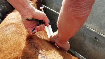 Problemas de salud animal: Un 34% del PBI Pecuario en pérdidas económicas