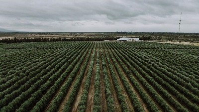 La Olivicultura argentina: un sector que impulsa el desarrollo regional y se posiciona en el mundo