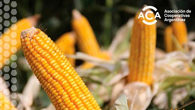 La revancha del maíz tardío