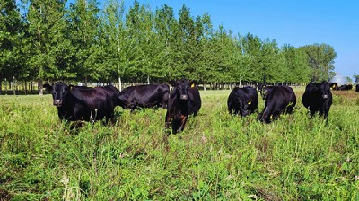 Presentan un forraje ideal para ambientes semiáridos