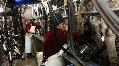 Animales de producción: Medidas para prevenir el estrés térmico en tambos