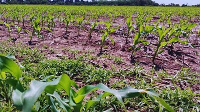 Maíz tardío, una pieza clave del sistema productivo