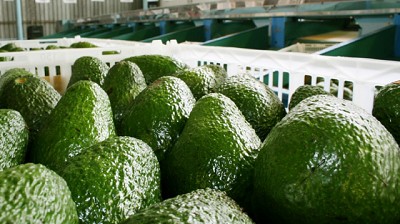 Incorporación del uso del DTV-e para transportar palta fresca Hass en todo el país