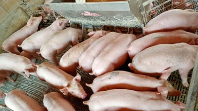 El auge de la Producción Porcina en Junín: la experiencia de Gastón Franco y su familia