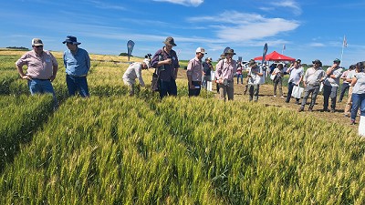 Variedades de trigos para todos los segmentos con una genética que combina rindes y calidad