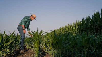 En la genética, la prevención y el antídoto para el maíz tardío