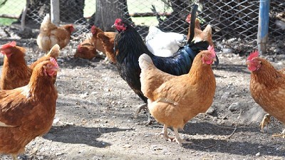 El Gobierno Nacional autorizó una nueva vacuna biotecnológica para sanidad avícola