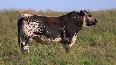 La promisoria raza bovina Speckle Park fue presentada en el remate de elite 2024