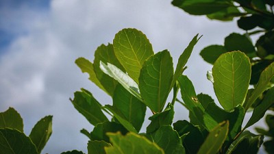 Desarrollan nuevas variedades de Yerba mate con mayor rendimiento y adaptación