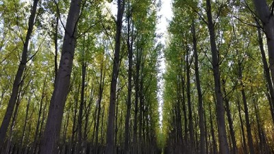 Las exportaciones de Madera aumentaron un 18,9% en lo que va del año