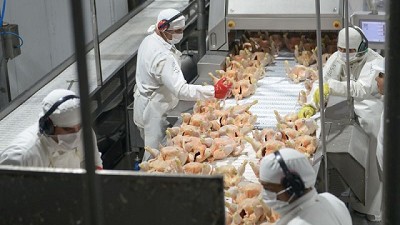 Las exportaciones avícolas crecieron 20% en los primeros 10 meses del año
