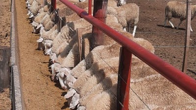 A los corderos también les gusta comer en bandeja