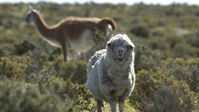 Desafíos de la producción ovina en Chubut: el impacto de la superpoblación de guanacos