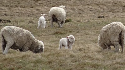Recuperan pastizales en la Patagonia mediante pastoreo rotativo
