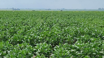 La fertilización foliar como herramienta para mitigar el estrés de las plantas