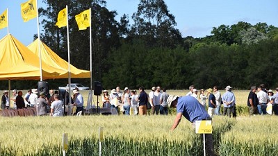 Se puede ir por más: los nuevos trigos Nidera siguen sumando rendimiento