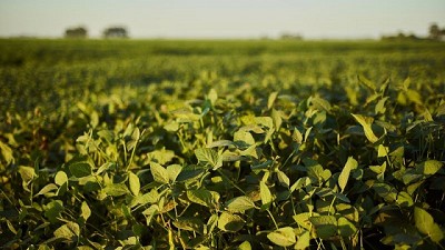 Argentina sembró 17,3 millones de hectáreas de Soja