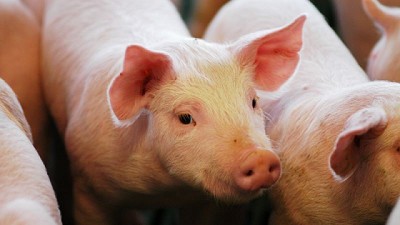 El Gobierno nacional autorizó tres nuevas vacunas biotecnológicas para proteger la sanidad porcina y aviar