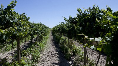 Se inicia la segunda alerta para el control de Lobesia botrana en la provincia de Mendoza