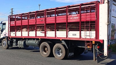 Transporte seguro: Qué medidas de bioseguridad aplicar para el traslado de cerdos