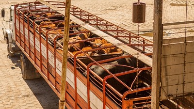 Cómo prevenir del estrés térmico en vehículos de transporte de animales