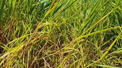 Estudian cómo restaurar suelos agrícolas degradados